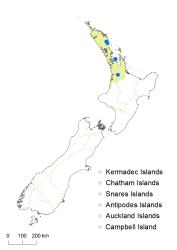 Selaginella martensii distribution map based on databased records at AK, CHR & WELT.
 Image: K. Boardman © Landcare Research 2017 CC BY 3.0 NZ